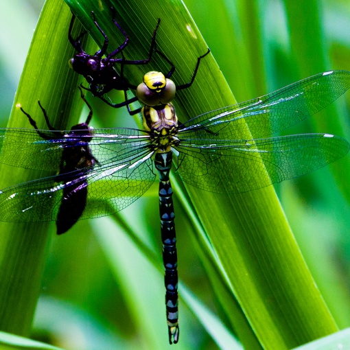 dragonfly